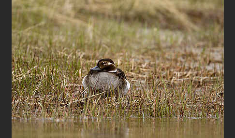 Eisente (Clangula hyemalis)