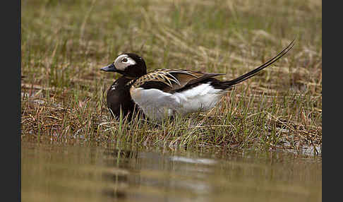 Eisente (Clangula hyemalis)