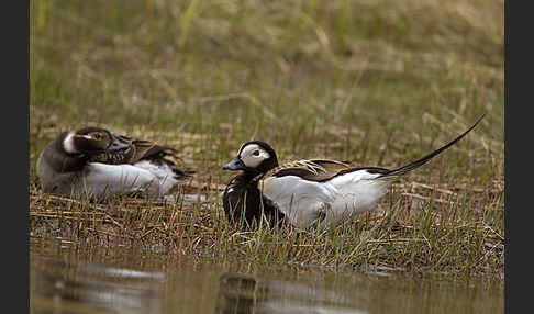 Eisente (Clangula hyemalis)