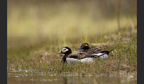 Eisente (Clangula hyemalis)