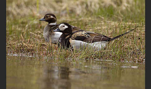 Eisente (Clangula hyemalis)