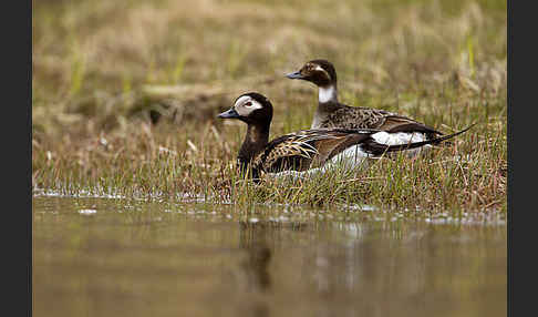 Eisente (Clangula hyemalis)