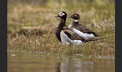 Eisente (Clangula hyemalis)