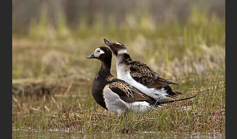 Eisente (Clangula hyemalis)