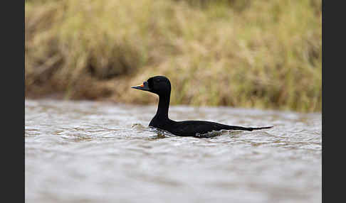 Trauerente (Melanitta nigra)