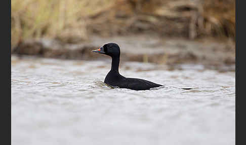 Trauerente (Melanitta nigra)