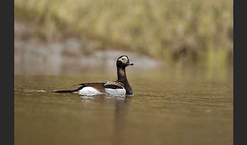 Eisente (Clangula hyemalis)