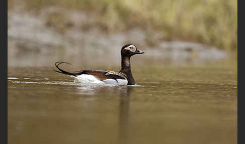 Eisente (Clangula hyemalis)