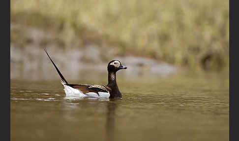 Eisente (Clangula hyemalis)