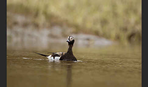 Eisente (Clangula hyemalis)