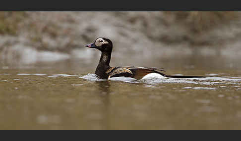 Eisente (Clangula hyemalis)