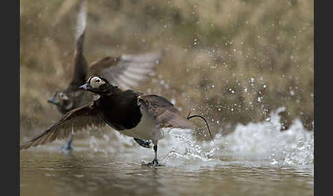 Eisente (Clangula hyemalis)