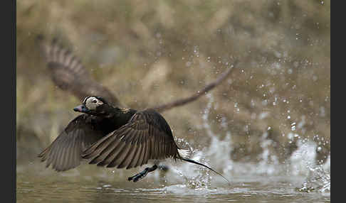 Eisente (Clangula hyemalis)