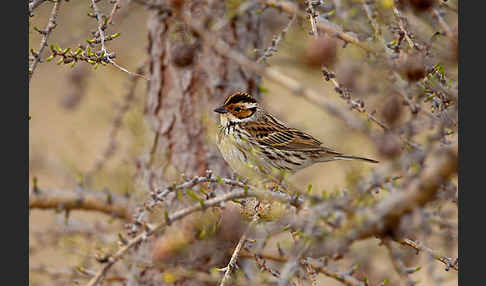 Zwergammer (Emberiza pusilla)