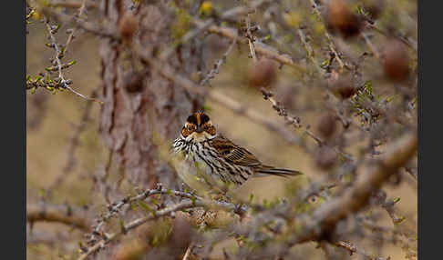 Zwergammer (Emberiza pusilla)