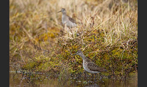 Bruchwasserläufer (Tringa glareola)