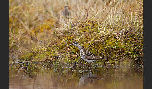 Bruchwasserläufer (Tringa glareola)