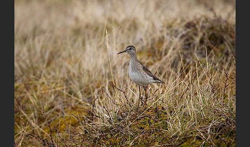 Bruchwasserläufer (Tringa glareola)