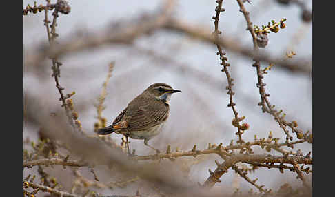 Rotsterniges Blaukehlchen (Luscinia svecica svecica)