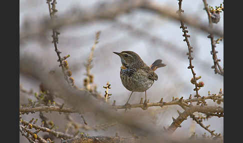 Rotsterniges Blaukehlchen (Luscinia svecica svecica)