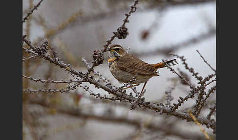 Rotsterniges Blaukehlchen (Luscinia svecica svecica)