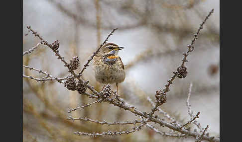 Rotsterniges Blaukehlchen (Luscinia svecica svecica)