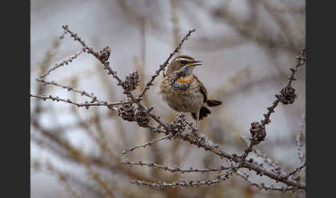 Rotsterniges Blaukehlchen (Luscinia svecica svecica)