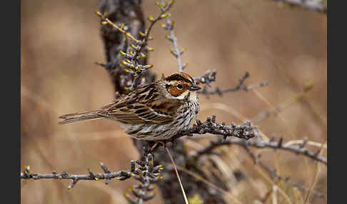 Zwergammer (Emberiza pusilla)