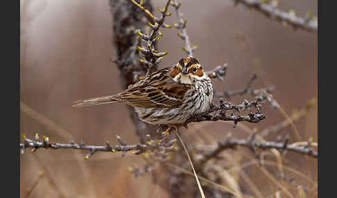 Zwergammer (Emberiza pusilla)