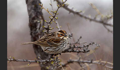 Zwergammer (Emberiza pusilla)