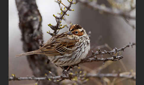 Zwergammer (Emberiza pusilla)