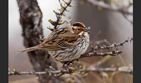 Zwergammer (Emberiza pusilla)