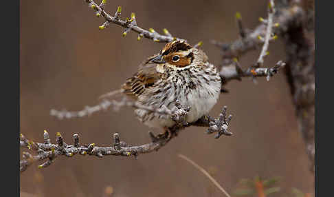 Zwergammer (Emberiza pusilla)