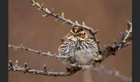 Zwergammer (Emberiza pusilla)