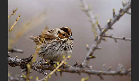 Zwergammer (Emberiza pusilla)