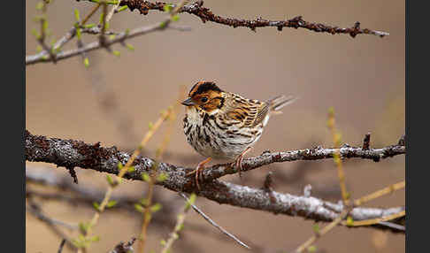 Zwergammer (Emberiza pusilla)