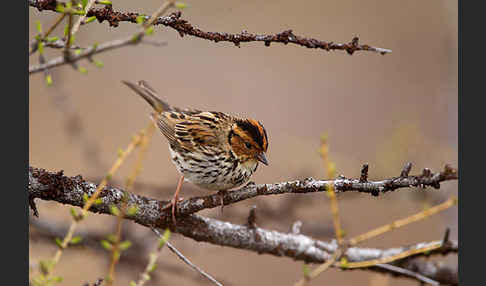 Zwergammer (Emberiza pusilla)