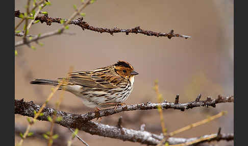 Zwergammer (Emberiza pusilla)