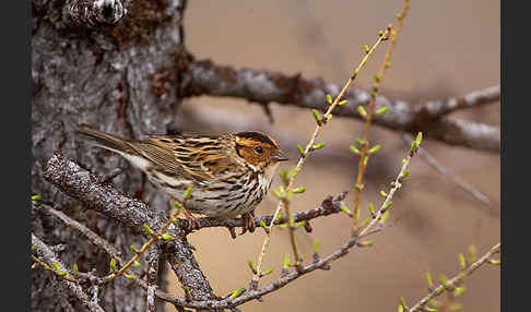 Zwergammer (Emberiza pusilla)