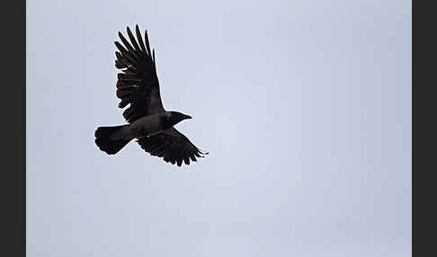 Nebelkrähe (Corvus corone cornix)