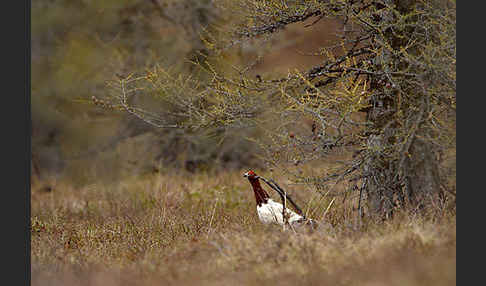 Moorschneehuhn (Lagopus lagopus)