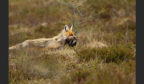 Rotfuchs (Vulpes vulpes)