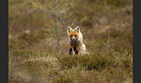 Rotfuchs (Vulpes vulpes)