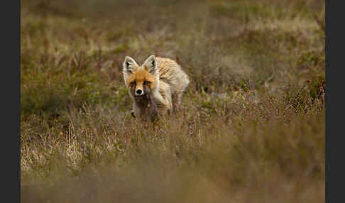 Rotfuchs (Vulpes vulpes)