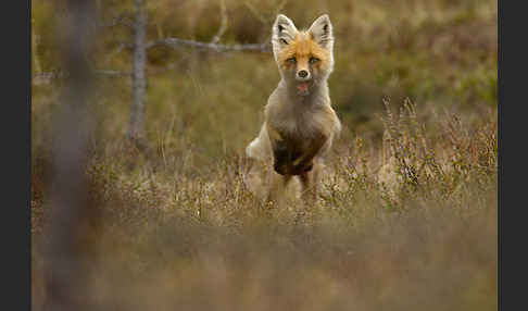 Rotfuchs (Vulpes vulpes)