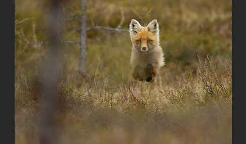 Rotfuchs (Vulpes vulpes)