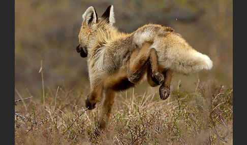 Rotfuchs (Vulpes vulpes)