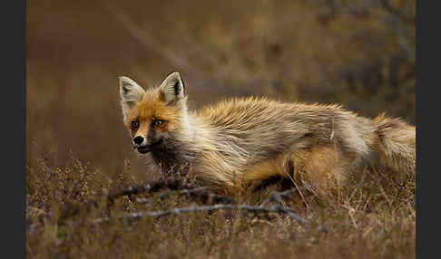 Rotfuchs (Vulpes vulpes)