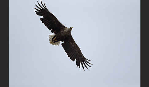 Seeadler (Haliaeetus albicilla)