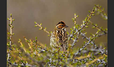 Zwergammer (Emberiza pusilla)